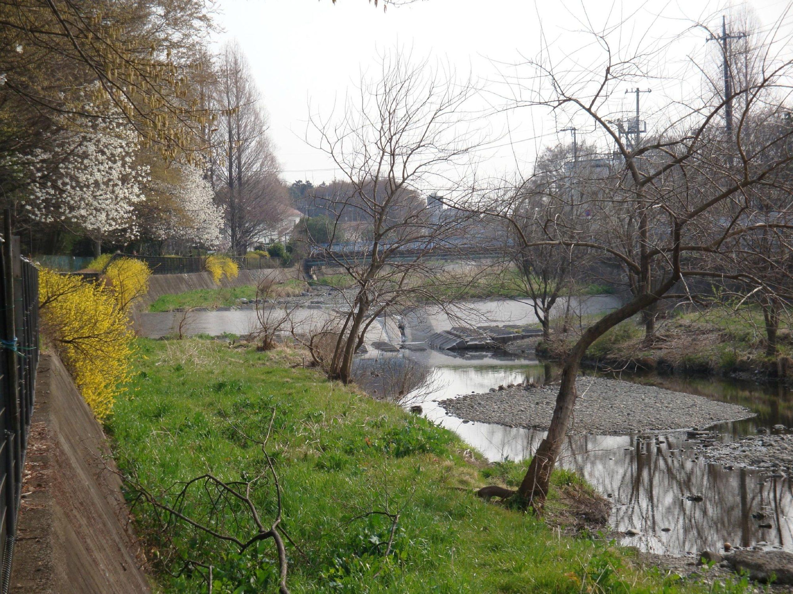 🌳 기요세 가나야마 녹지공원 이미지 7